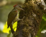 Tullberg's Woodpecker
